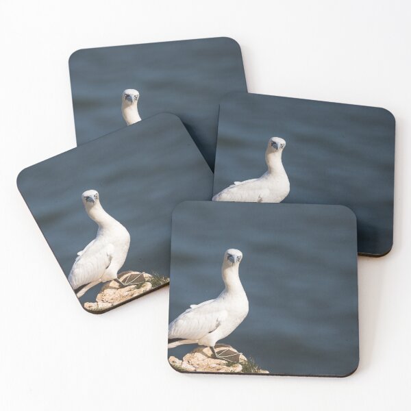 Item preview, Northern gannet faces the camera designed and sold by wellsie82.