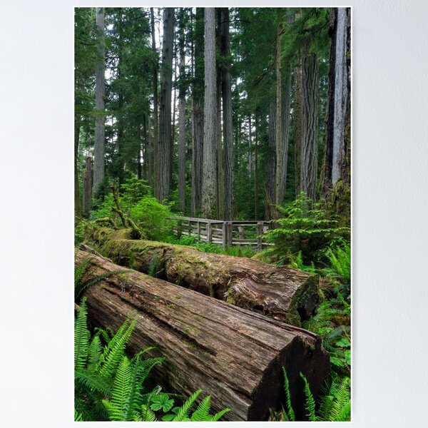 Item preview, The Fallen designed and sold by Michael Russell Photography.