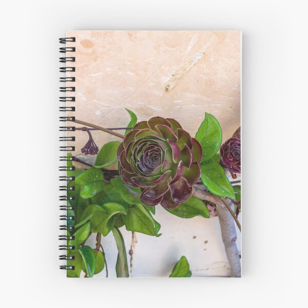 Item preview, Aeonium arboreum 'Velour' flowers designed and sold by lena-maximova.