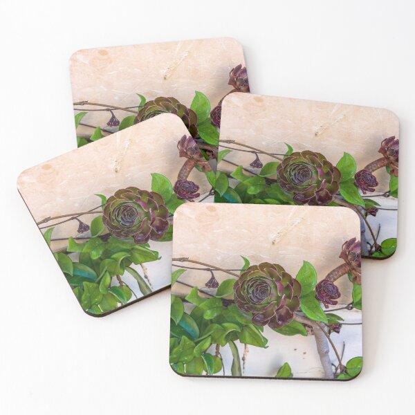 Item preview, Aeonium arboreum 'Velour' flowers designed and sold by lena-maximova.