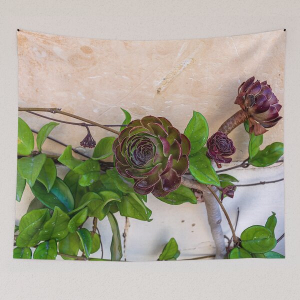 Item preview, Aeonium arboreum 'Velour' flowers designed and sold by lena-maximova.