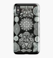 Haeckel Diatomea iPhone Case