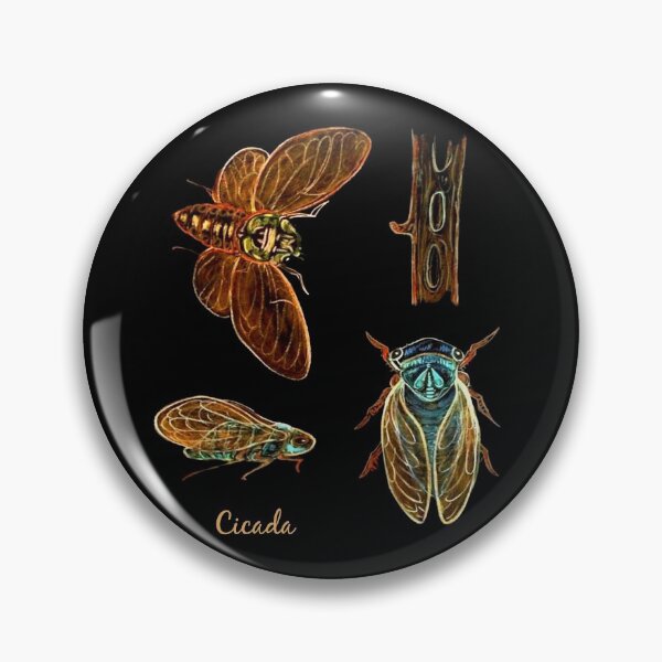 Item preview, SUMMER CICADA / Insect Chart / Etomology / Bugs /  designed and sold by artenvironments.