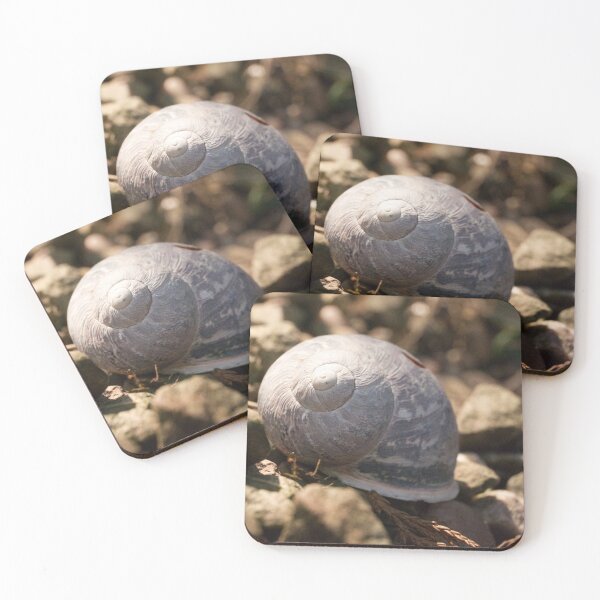 Item preview, Shell in Sunlight designed and sold by jalfc46.