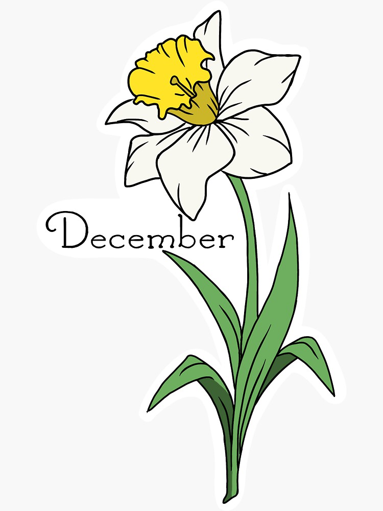 "December birth flower illustration " Sticker for Sale by meghan0523