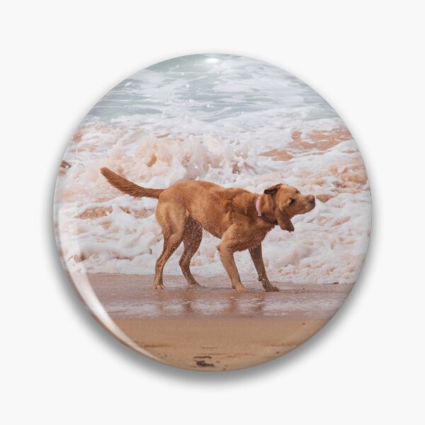 Item preview, Frankie the American Labrador Shaking Off the Sea Water NSW Central Coast of Australia designed and sold by suziq1962.