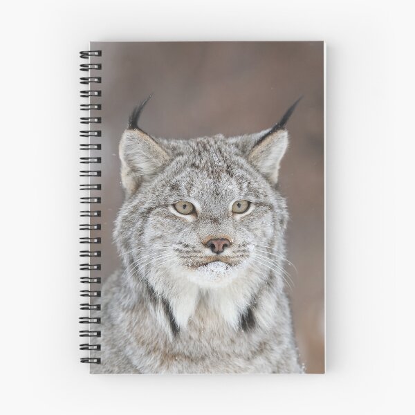 Item preview, Canada Lynx Closeup designed and sold by mlorenz.