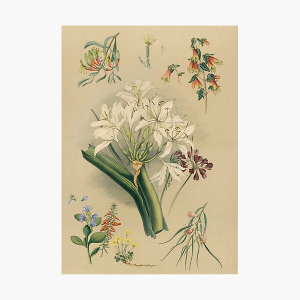Item preview, South Australian Botany - native flowers designed and sold by State Library of South Australia.