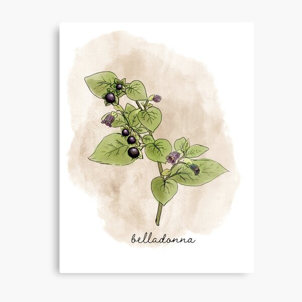Poisonous Plants Metal Prints for Sale | Redbubble Poisonous Plants Metal Prints for Sale | Redbubble
