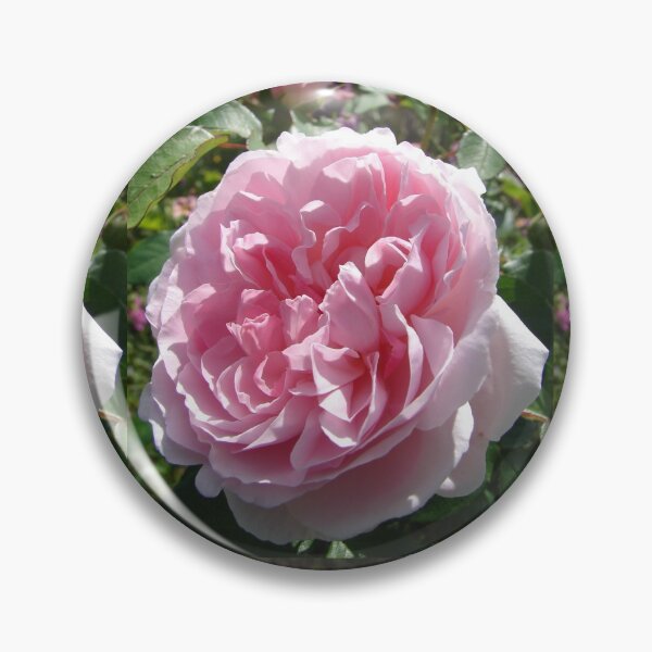 Item preview, Pink Rose Flower designed and sold by Sarah  Rajkotwala.