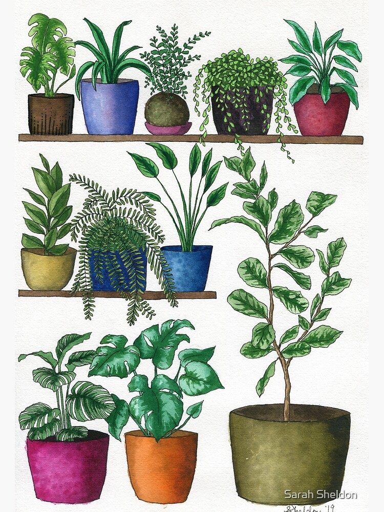 Dream Plant Selfie 1 - Fiddle Leaf by avibrantnest