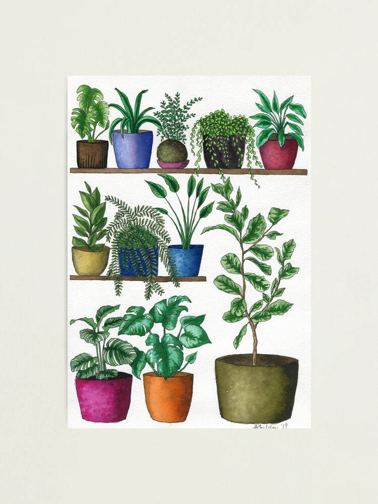 Thumbnail 1 of 3, Photographic Print, Dream Plant Selfie 1 - Fiddle Leaf  designed and sold by avibrantnest.
