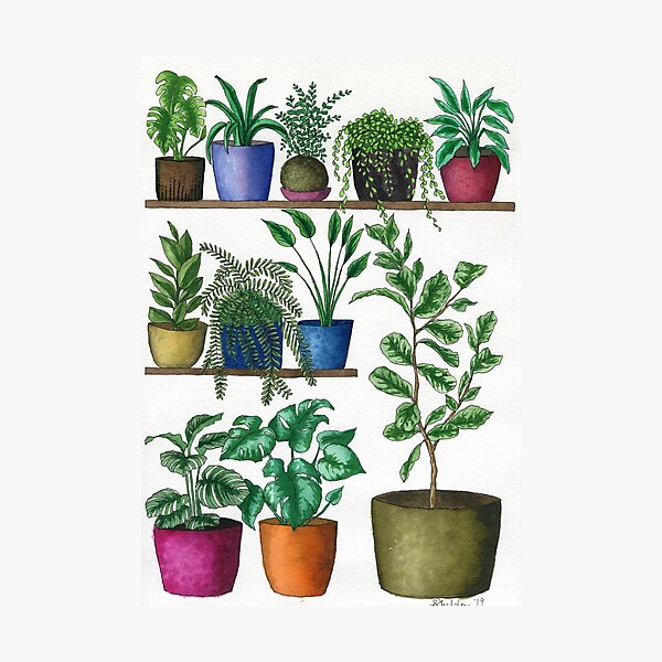 Dream Plant Selfie 1 - Fiddle Leaf  Photographic Print
