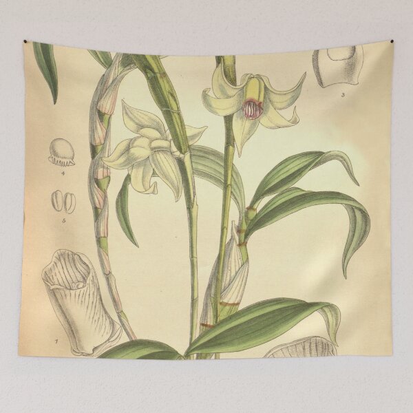 Item preview, Dendrobium lacteum (as Dendrobium inaequale) Curtis' 126 (Ser. 3 no. 56) pl. 7745 (1900) designed and sold by EsotericBotanic.