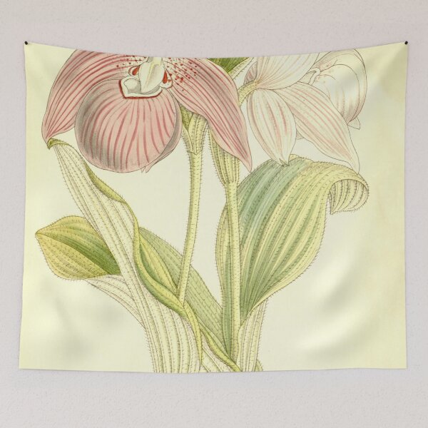Item preview, Cypripedium macranthos (as Cypripedium speciosum) Curtis' 137 (Ser. 4 no. 7) pl. 8386 (1911) designed and sold by EsotericBotanic.