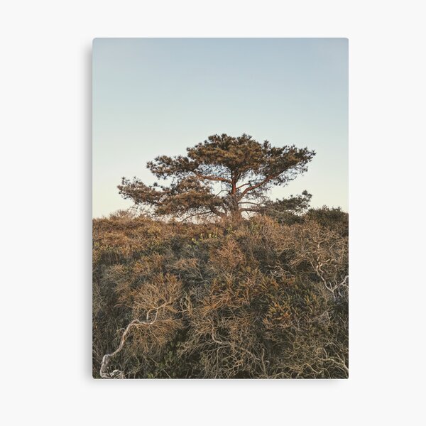 Torrey Pine Canvas Print
