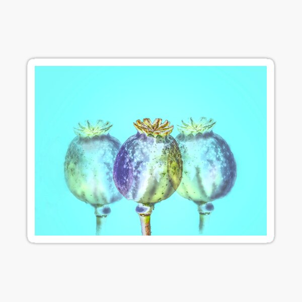 Item preview, Poppy Seed Heads designed and sold by Alisonchambers2.