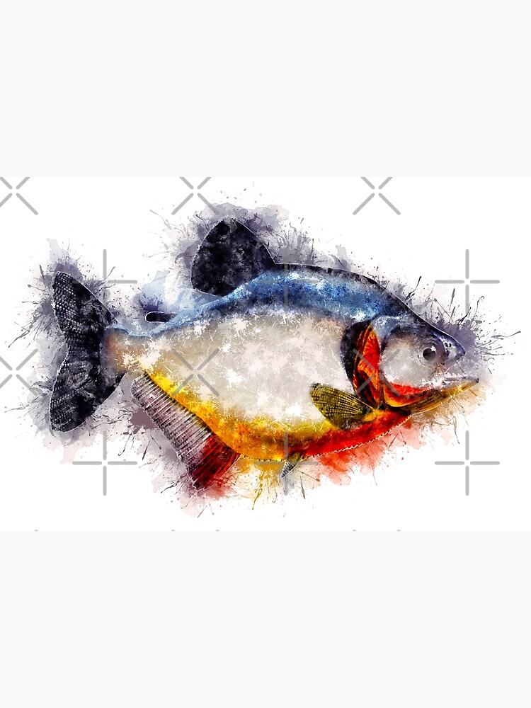 Red Bellied PIRANHA Watercolor Art for the Fishing Lovers and Anglers /  Gifts for Fisherman | Photographic Print