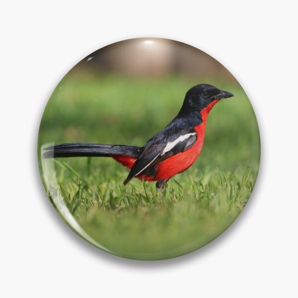 Item preview, Crimson-breasted Shrike designed and sold by Wouter van Spijker.