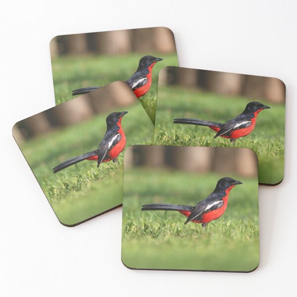 Item preview, Crimson-breasted Shrike designed and sold by Wouter van Spijker.