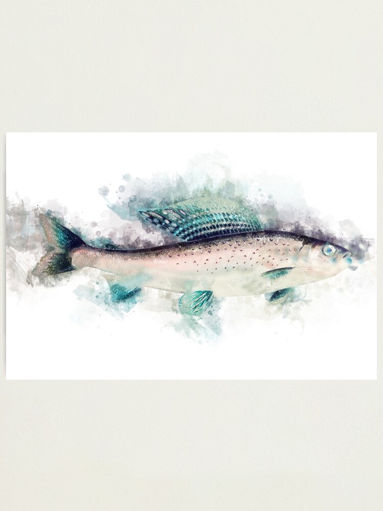 Red Bellied PIRANHA Watercolor Art for the Fishing Lovers and