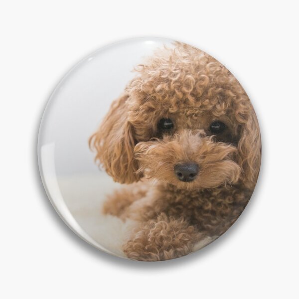 Item preview, Curly-Haired Toy Poodle designed and sold by Mohit Sebastian.