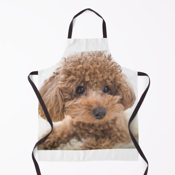 Item preview, Curly-Haired Toy Poodle designed and sold by Mohit Sebastian.