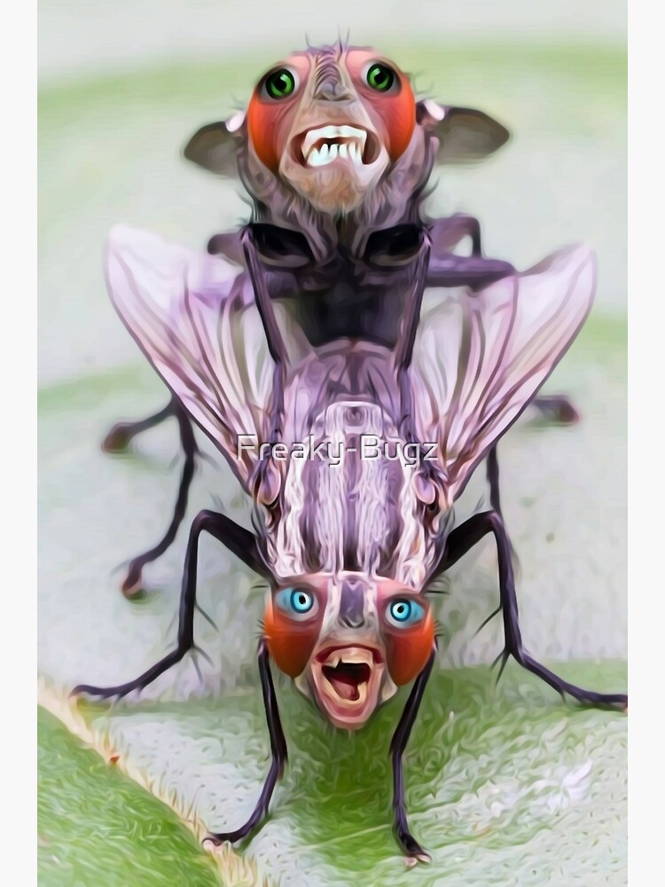 Funny freaky flys | Poster