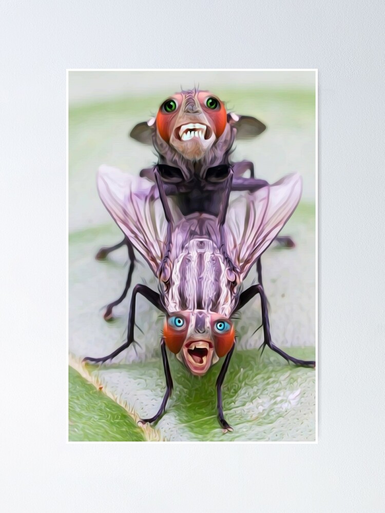 Funny freaky flys | Poster