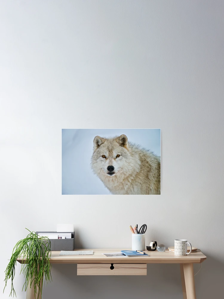 Imagen 2 de 3, Póster con la obra Arctic Wolf, diseñada y vendida por WolvesOnly.