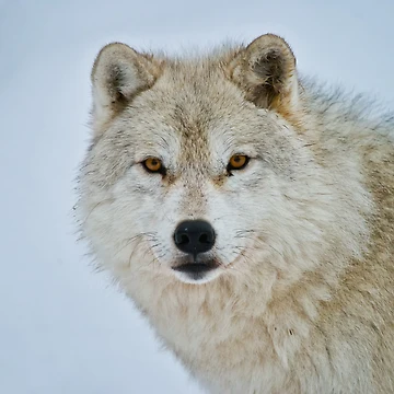 Imagen de la obra Arctic Wolf de WolvesOnly