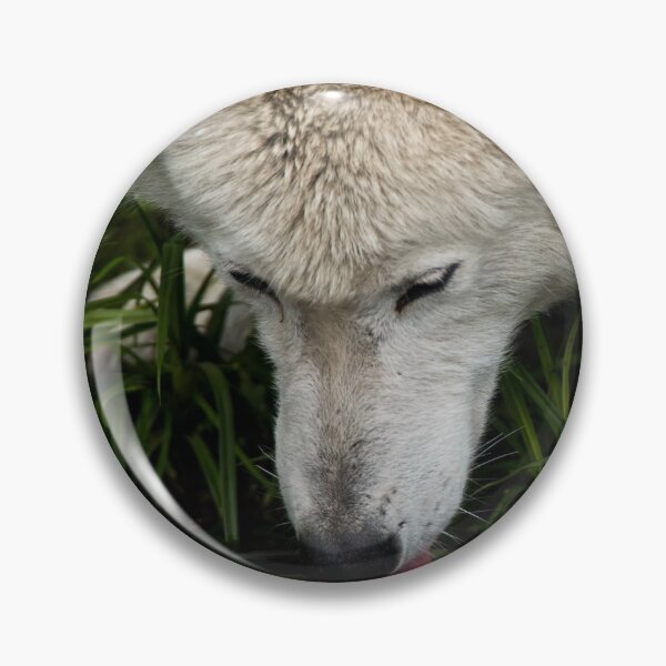 Artikelvorschau, Arctic Wolf entworfen und verkauft von WolvesOnly.