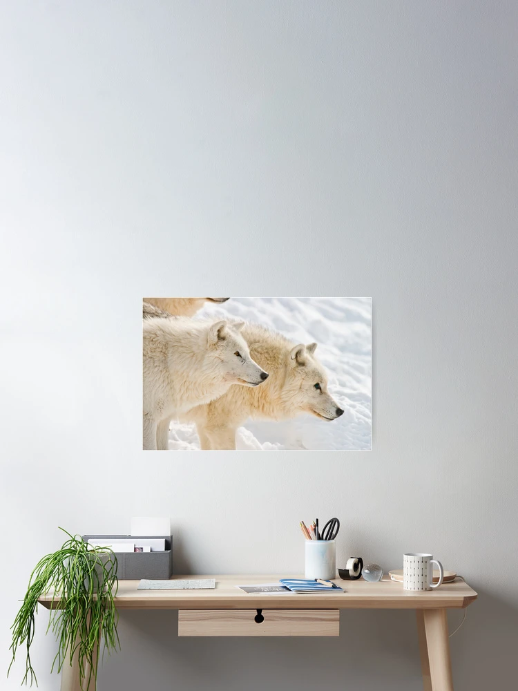 Thumbnail 2 of 3, Poster, Arctic Wolves designed and sold by WolvesOnly.