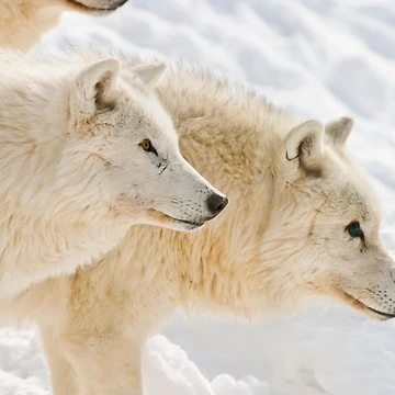 Artwork thumbnail, Arctic Wolves by WolvesOnly