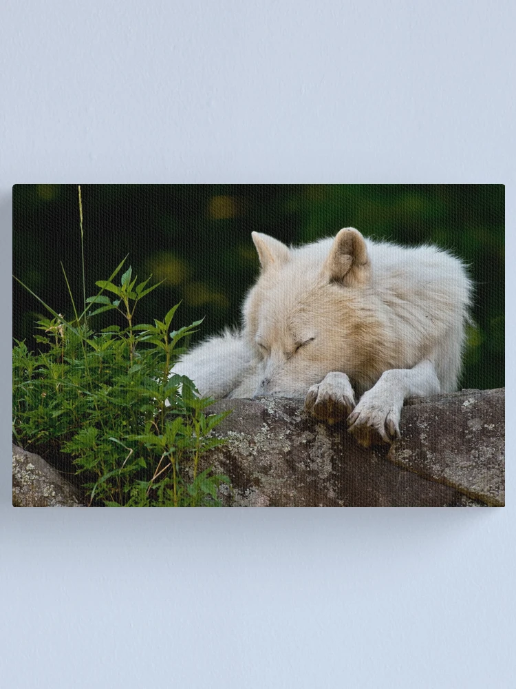 Imagen 1 de 3, Lienzo con la obra Arctic Wolf, diseñada y vendida por WolvesOnly.