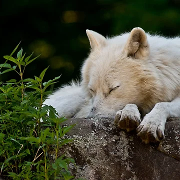 Imagen de la obra Arctic Wolf de WolvesOnly