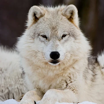 Vorschaubild zum Design Arctic Wolf von WolvesOnly