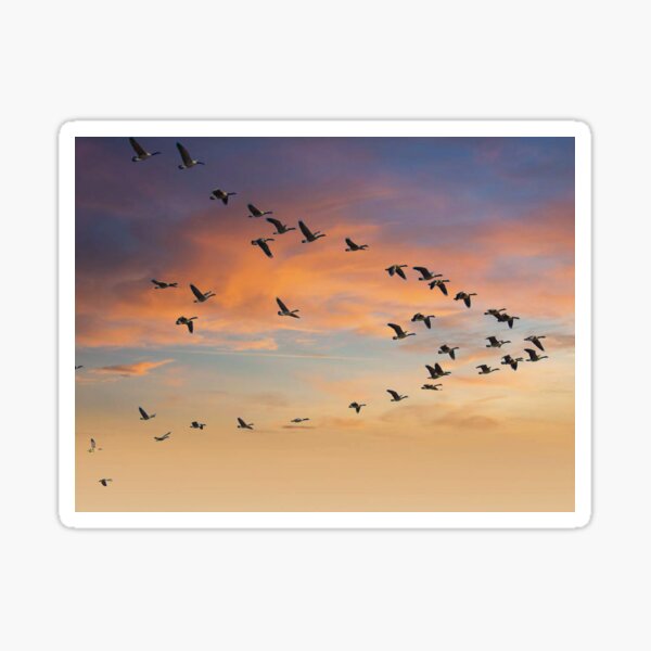 Item preview, Birds Flying In V Formation designed and sold by KathyGail.