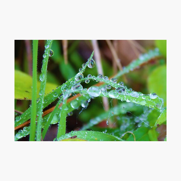 water drops on grass blade Photographic Print