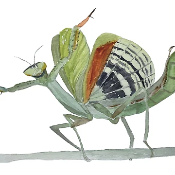 Artwork thumbnail, Praying Mantis  by JavaLisa