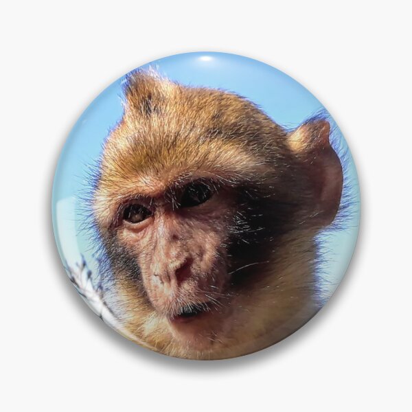 Item preview, Cute monkey Baby monkey photo Gibraltar Barbary macaques designed and sold by Tanja Dianova.