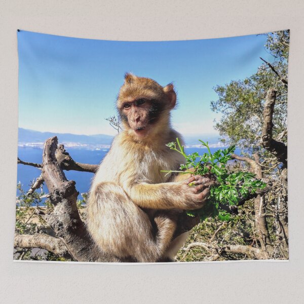 Item preview, Cute monkey Baby monkey photo Gibraltar Barbary macaques designed and sold by Tanja Dianova.