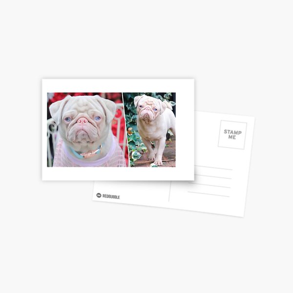 Cute Pink Pug Pup Postcard