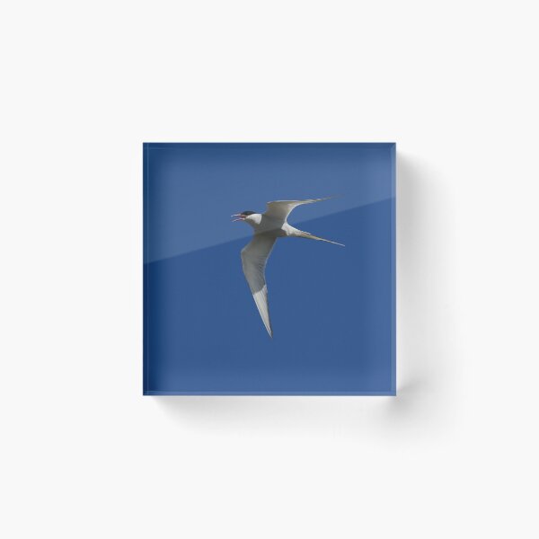 Item preview, Arctic tern (Sterna paradisaea) designed and sold by Jon Lees.
