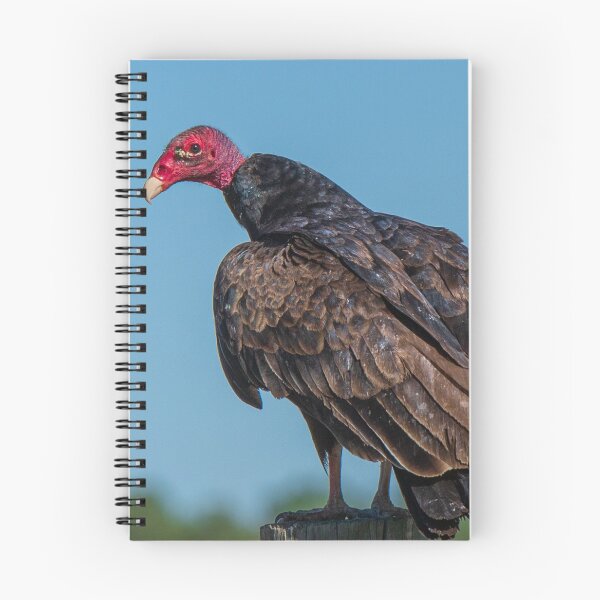 Item preview, Turkey Vulture designed and sold by FreelanceJim.