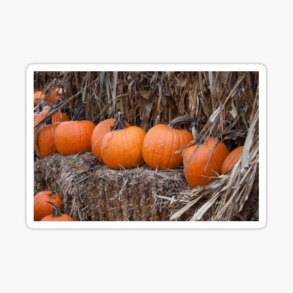 Pumpkins in a Row Sticker