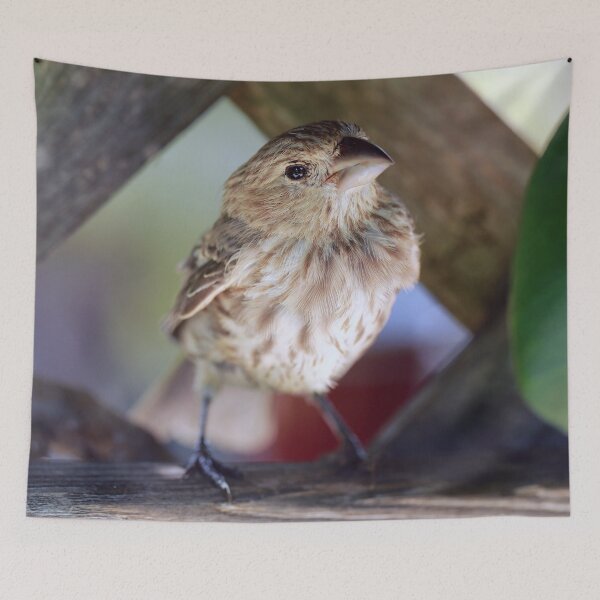 Item preview, Finch Friend designed and sold by StampCity.