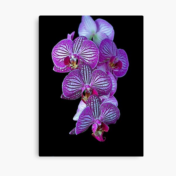 Orchid Canvas Print