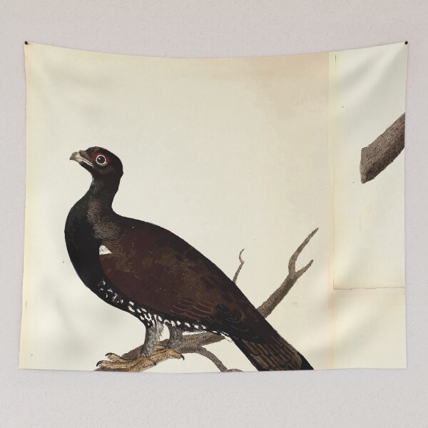 Item preview, British ornithology  being the history with a coloured representation of every known species of British birds George Graves 1821 028 designed and sold by WetdryvacRB01.