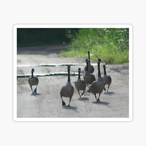 Canada Geese Family Encounter Sticker